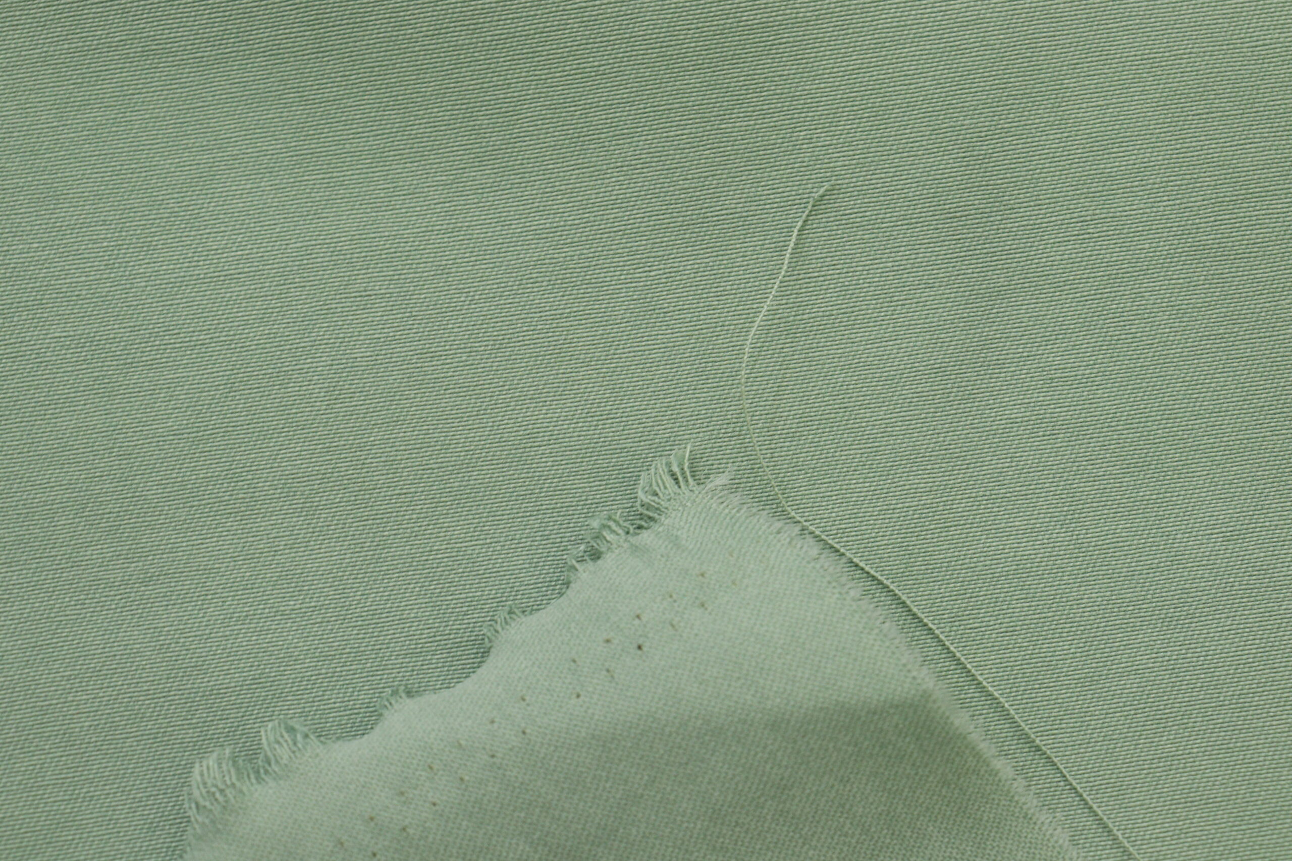Bengaline Liso - Image 7